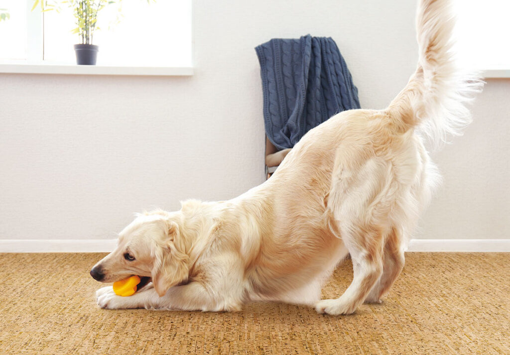 a golden lab playing with a toy on cork flooring by Wicanders