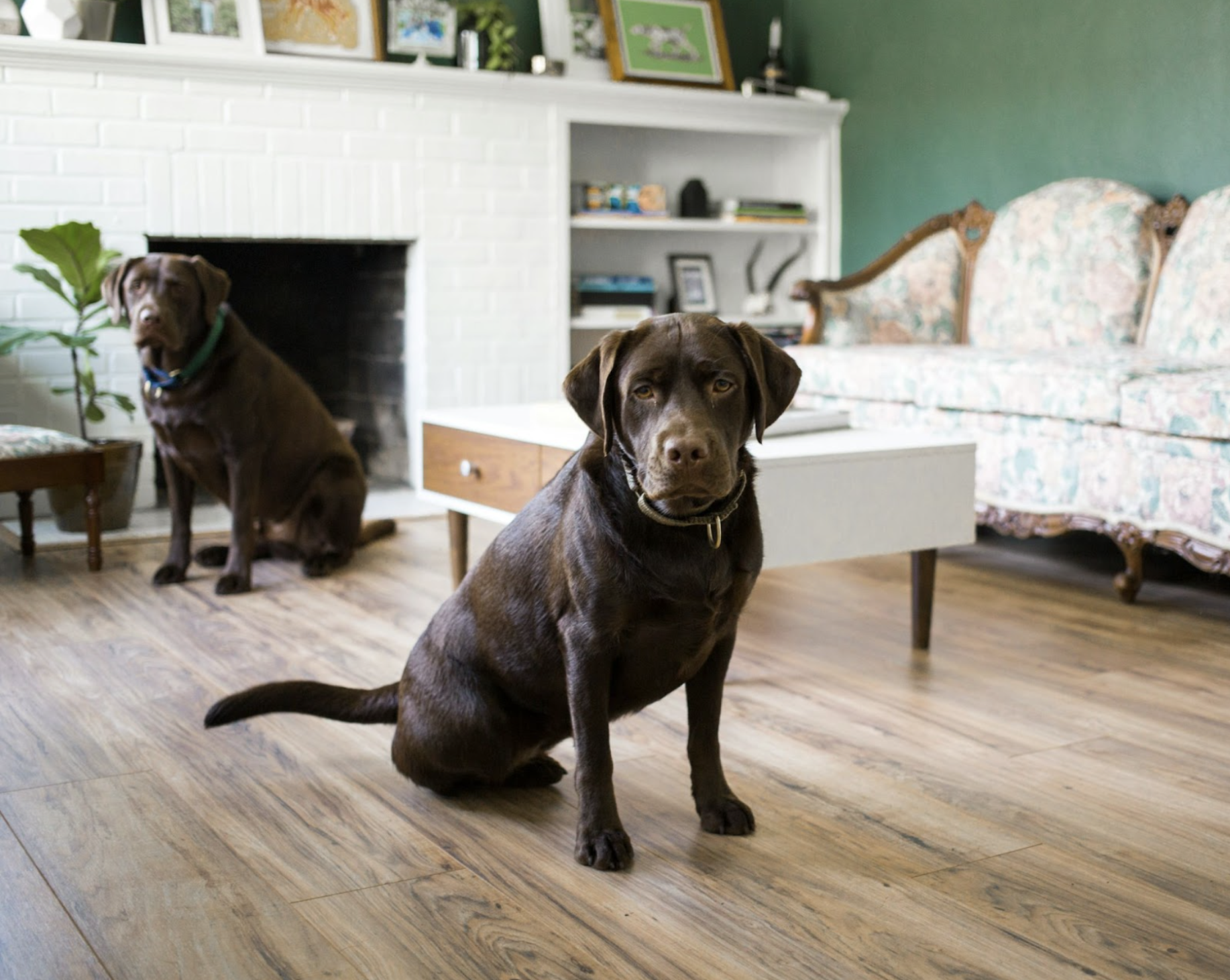 Beaulieu Canada flooring installed in a living room with green walls and antique furniture, with two chocolate labs sitting on the floor, highlighting the best flooring for dogs