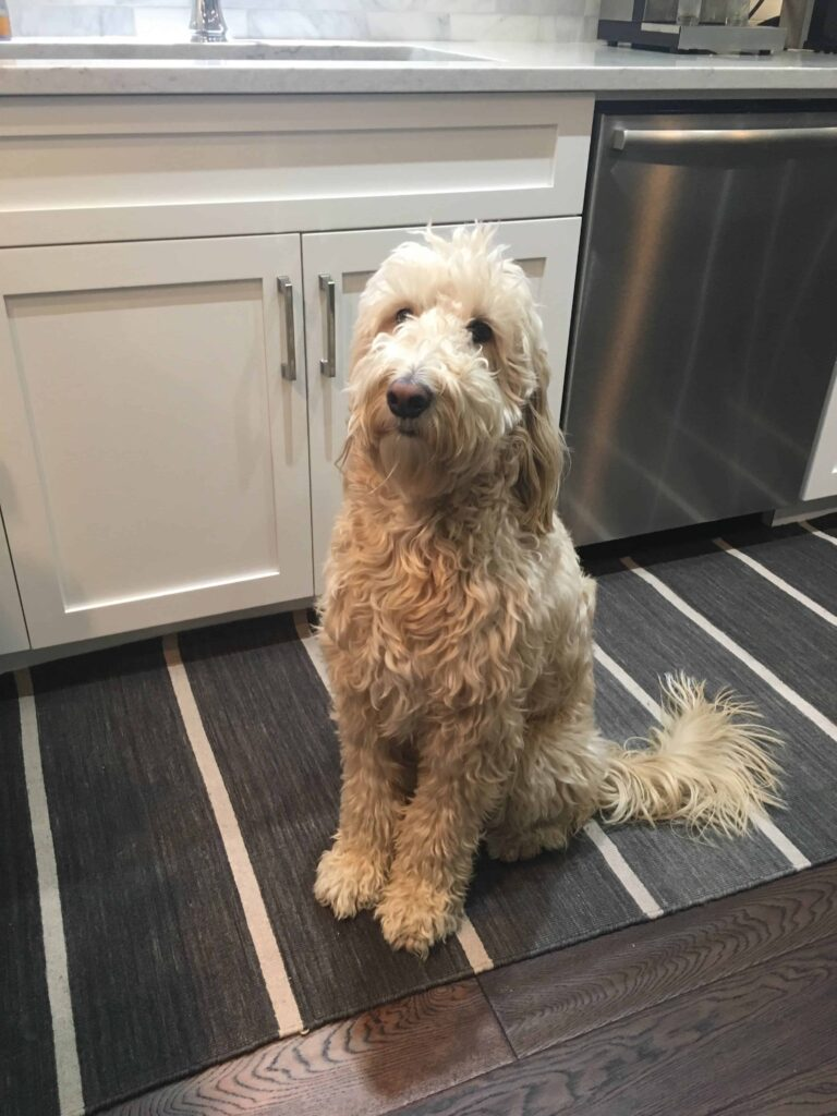 a golden doodle sitting on a rug in the kitchen with wood flooring in the foreground