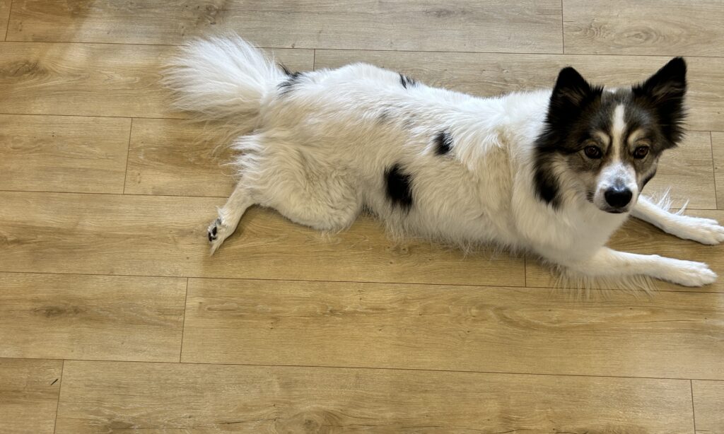 Beaulieu Canada's laminate flooring with a small black, white and brown puppy lying on it