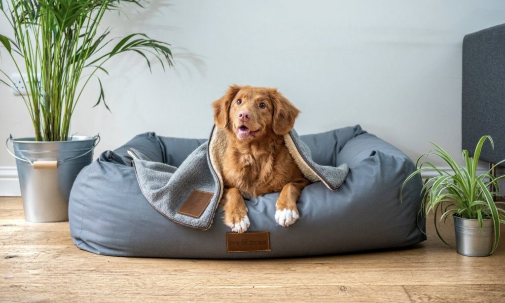 a rust-coloured australian shepherd lying on a dog bed on hardwood floors, with potted plants on either side of the bed