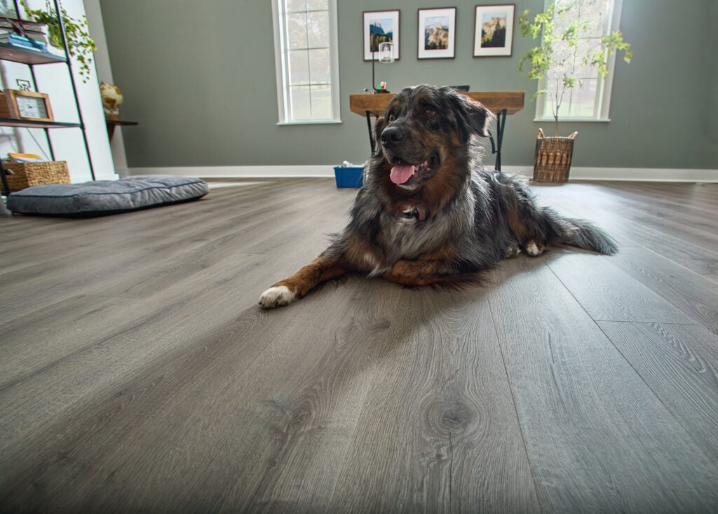 A black and brown dog sits on a flooring made of Mohawk's PureTech planet- and pet-friendly materials.