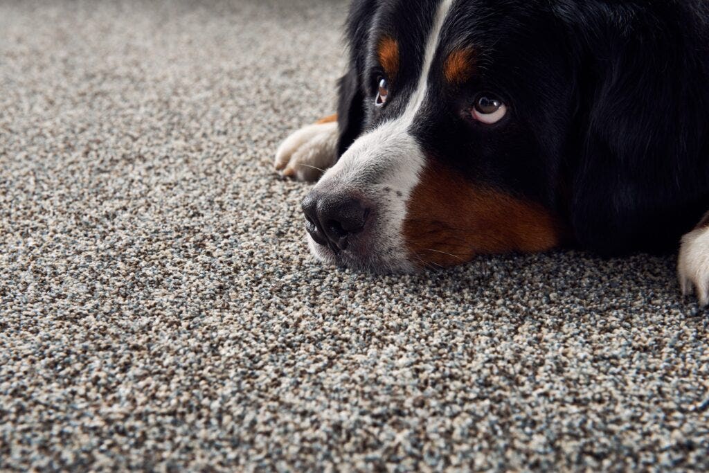 A Bernese mountain dog lies on top of a brown, blue, and white speckled carpet.