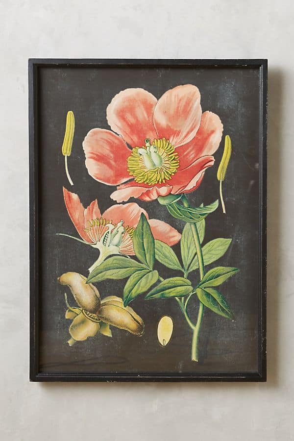 Painting of a flower on a black backgound.