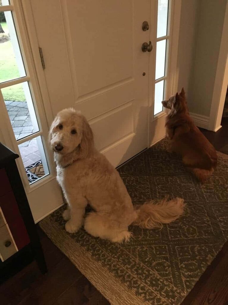 Two dogs on a carpet looking out of the door; pertaining to having hardwood floors and pets.