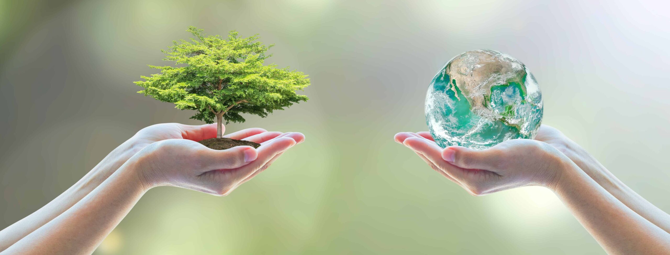 Two people hands holding growing big tree on soil eco bio globe in clean CSR ESG natural sunlight background World environment day go green concept Element of the image furnished by NASA