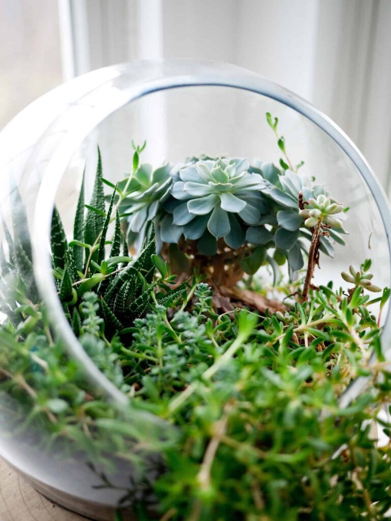 a round glass terrarium with succulents inside, a great way to change a room on a small budget