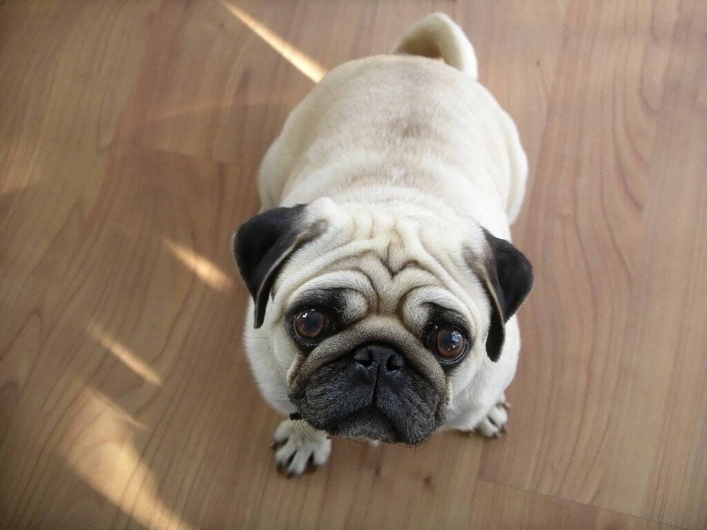 Pug sitting on hardwood floor, looking up; relating to having hardwood floors and pets.