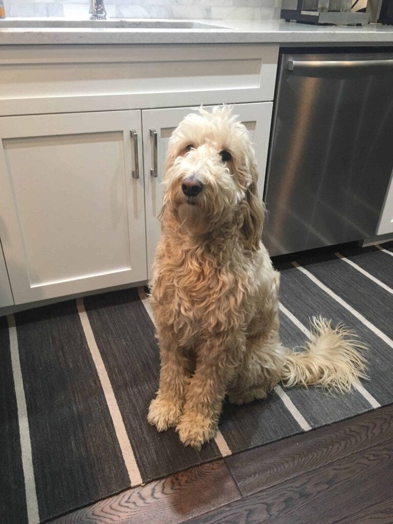 Dog sitting in kitchen rug on hardwood floor, representing having hardwood floors and pets.