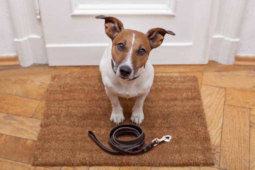 dog waits for walking with leash at front door, sitting on mat on hardwood floor