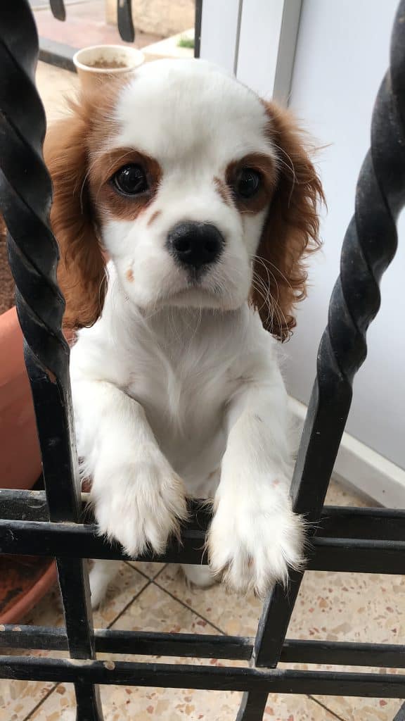 Cavalier King Charles puppy inside a dog crate looking at the camera.