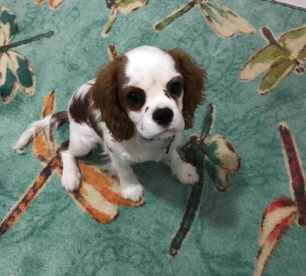 Cavalier King Charles puppy sitting on a turquoise area rug; pertaining to cleaning your area rug.
